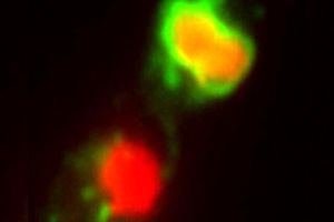 دارویی که قارچ‌ها را وادار به خودکشی می‌کند_آینده