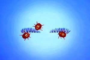 موجوداتی کوچک در مژه‌های ما زندگی می‌کنند آیا باید دلواپس باشیم؟_آینده