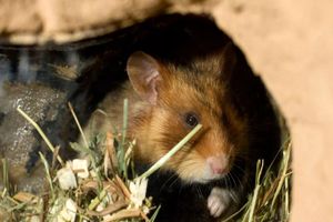 چرا بعضی اوقات اوقات برخی حیوانات بچه‌های خود را می‌خورند؟_آینده