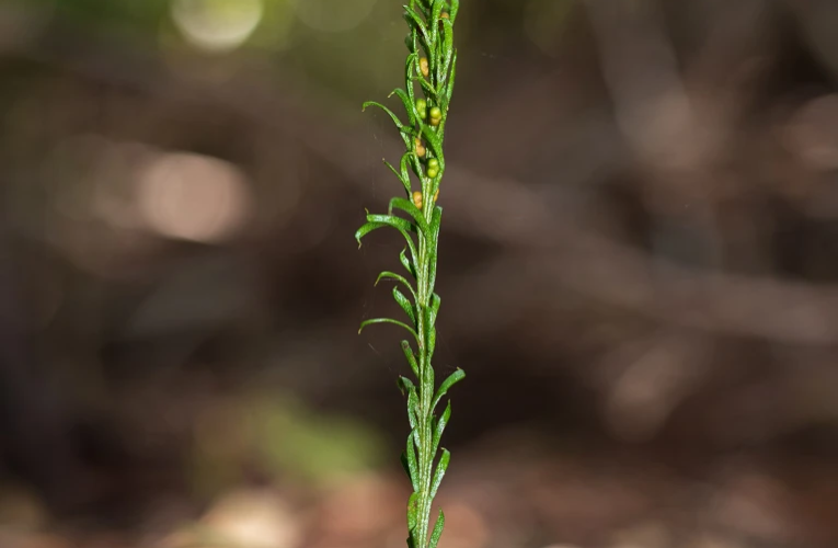 کشف بزرگترین ژنوم تا به امروز در یک گیاه کوچک عجیب_آینده