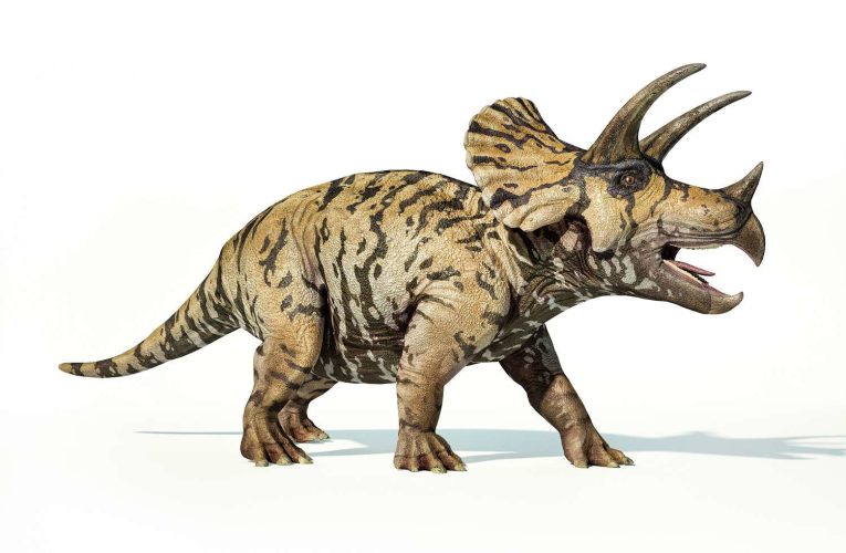 کشف دایناسوری با شاخ‌های نامتعارف؛ دانشمندان حیرت‌زده شدند_آینده