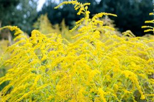 گیاهان نیز همانند انسان‌ها توانایی حل قضیه دارند_آینده