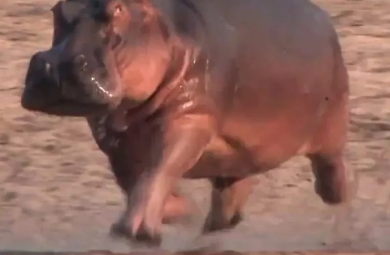 اسب‌های آبی می‌توانند «پرواز کنند»_آینده