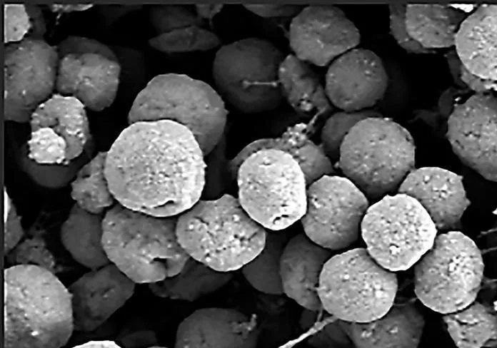 دانشمندان اولین شواهد تجربی از موجودات تازه تولیدکننده متان را یافتند_آینده