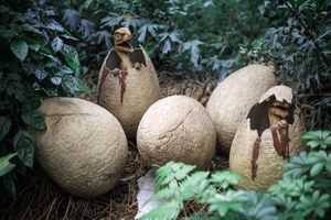 دایناسور کوچولویی که ۹۹ میلیون سال پیش گور خود را کنده بود_آینده