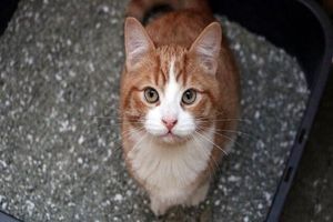 درمان آلزایمر و پارکینسون با مدفوع گربه!_آینده