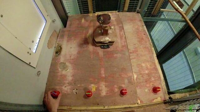 زاغ‌ها هم همانند انسان حافظه رویدادی دارند_آینده