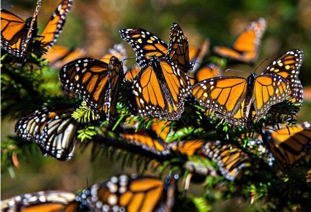 سفر باورنکردنی «بانوی آراسته»؛ ۱۵هزار کیلومتر بر فراز اقیانوس اطلس_آینده 12 سفر باورنکردنی «بانوی آراسته»؛ ۱۵هزار کیلومتر بر فراز اقیانوس اطلس_آینده