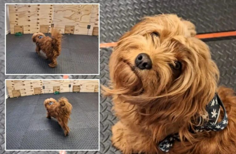 سگ‌ها با استشمام استرس انسان، عکس العمل‌های اجتنابی یا بدبینانه خواهند داشت_آینده