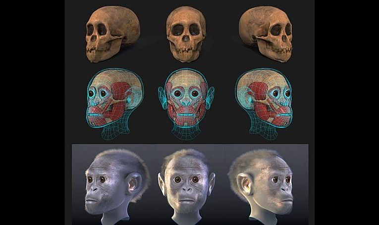 فسیل مشهور «کودک تاونگ» ۲.۵۸ میلیون سال قدمت دارد_آینده