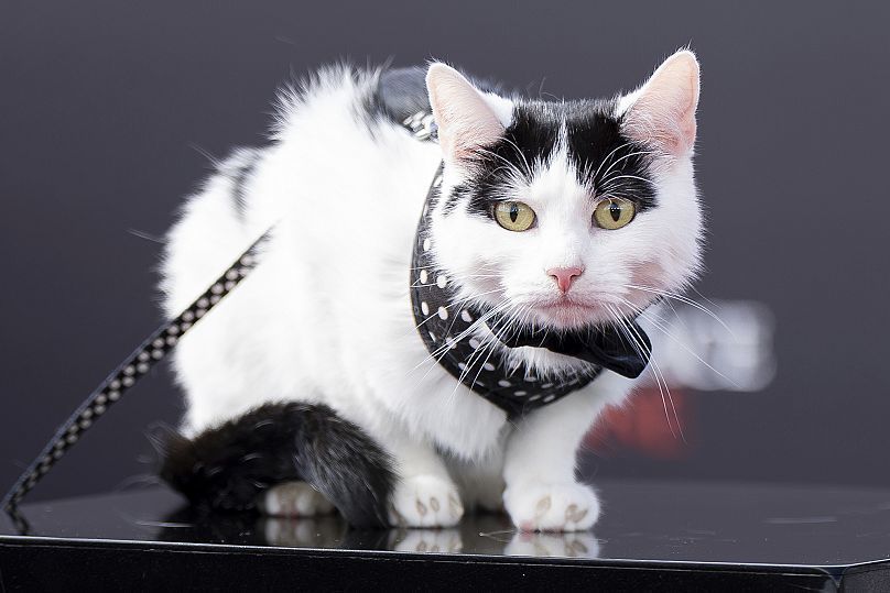 No more photos, purrlease.