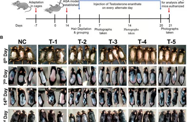 یک قند طبیعی به نور امیدی برای درمان طاسی تبدیل می‌شود_آینده