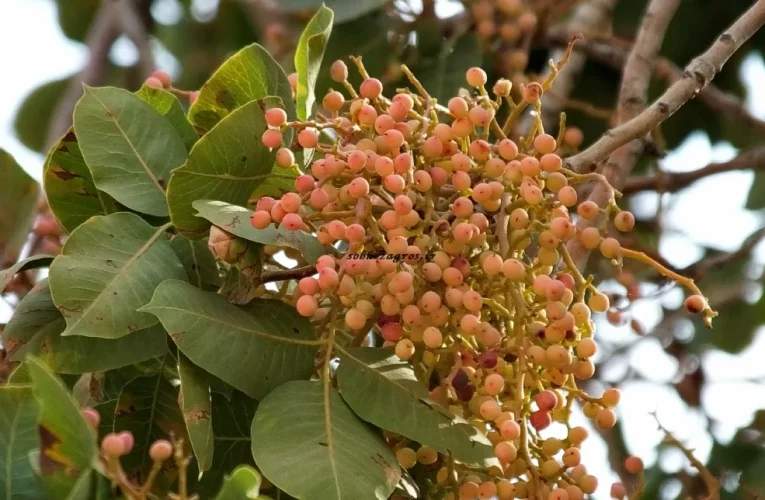 خواص روغن بنه (پسته کوهی)_آینده
