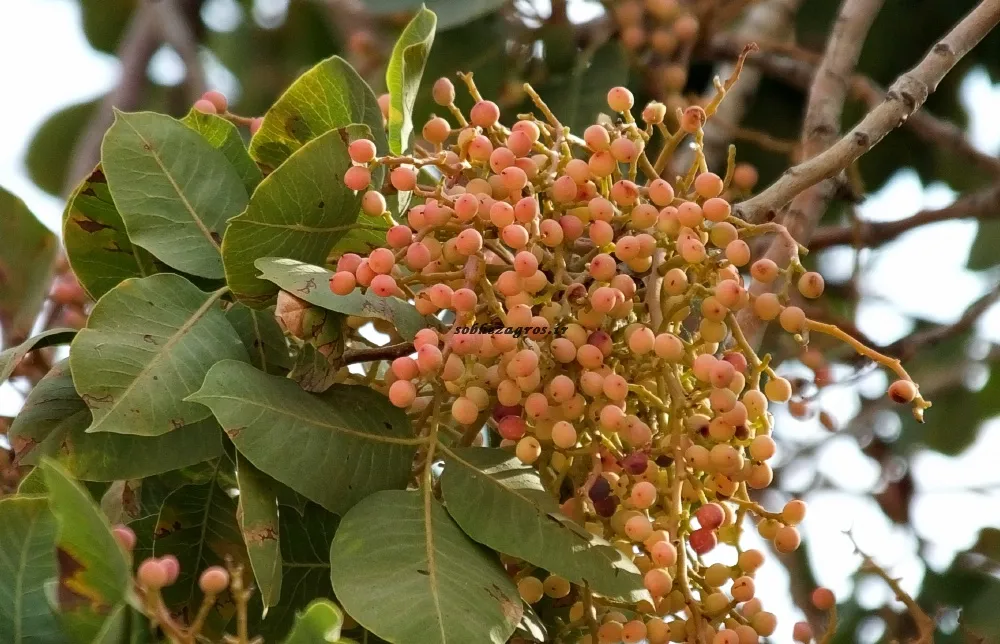 پسته کوهی 1