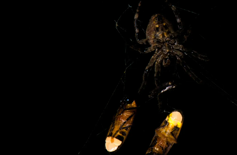 عنکبوت‌ها، کرم‌های شب‌تاب را گروگان می‌گیرند!_آینده