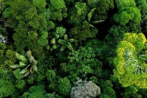 دانشمندان احتمالا به‌زودی بتوانند زبان گیاهان را ترجمه کنند_آینده