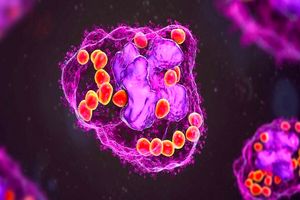 دانشمندان یک نوع سلول تازه کشف کردند که ۱۰۰ سال قبل پیش‌بینی شده بود_آینده