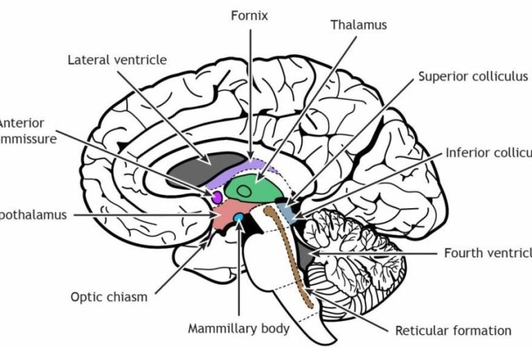 ناحیه کنترل حرکت چشم در مغز بر فرآیندهای تصمیم گیری اثرگذار است_آینده