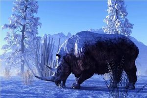 کشف کرگدن ۳۲ هزار ساله با پوست و پشم سالم در روسیه!_آینده