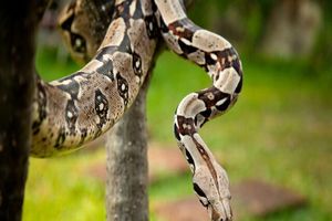 ترمیم روده انسان با پشتیبانی مارهای بوآ و پیتون!_آینده