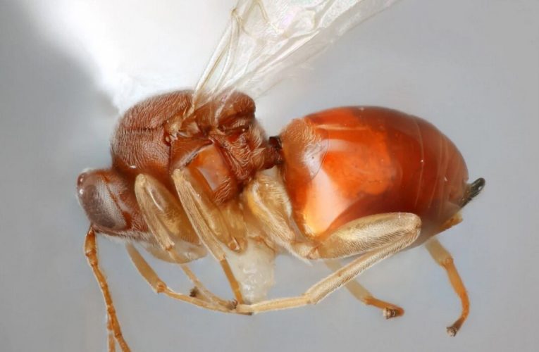 کشف زنبورهای حیله‌گری که همانند دزدان افسانه‌ای حرکت می‌کنند_آینده