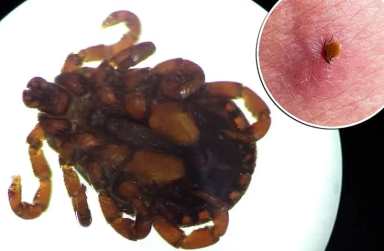 کشف یک ویروس ناشناخته در چین که همه را دلواپس کرده است_آینده