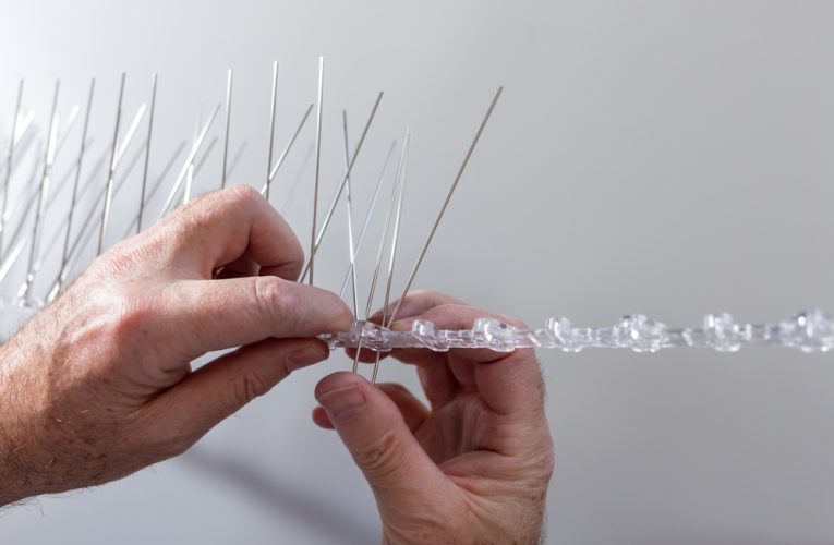 تاثیر شاخک پرنده پران بر تمیزی نمای ساختمان