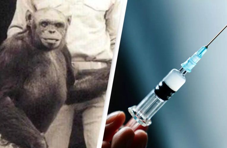 حیوان دست‌ساز انسان، توسط خالقش کشته شد/ عکس_آینده