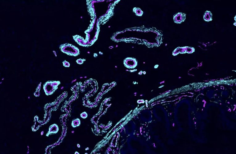 قدم بلند دانشمندان برای انتشار کردن نقشه دقیق ۳۷ تریلیون سلول بدن انسان_آینده