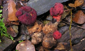 گشودن گره شگفت گیاه ژاپنی به لطف حشرات/معمای دیرینه حل شد/عکس_آینده 16 گیاه ژاپنی