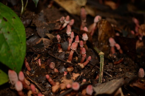 گشودن گره شگفت گیاه ژاپنی به لطف حشرات/معمای دیرینه حل شد/عکس_آینده 17 گیاه ژاپنی