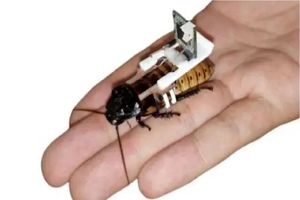 تبدیل سوسک‌ها به سایبورگ تنها در ۶۸ ثانیه!_آینده