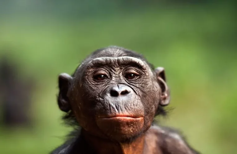 نظریه‌ های دانشمندان درمورد ریشه‌ های بوسیدن_آینده