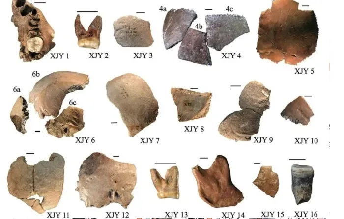 کشف یک گونه انسانی تازه با مغز و سر بزرگتر متعلق به ۲۰۰ هزار سال پیش_آینده 13 15763_146519