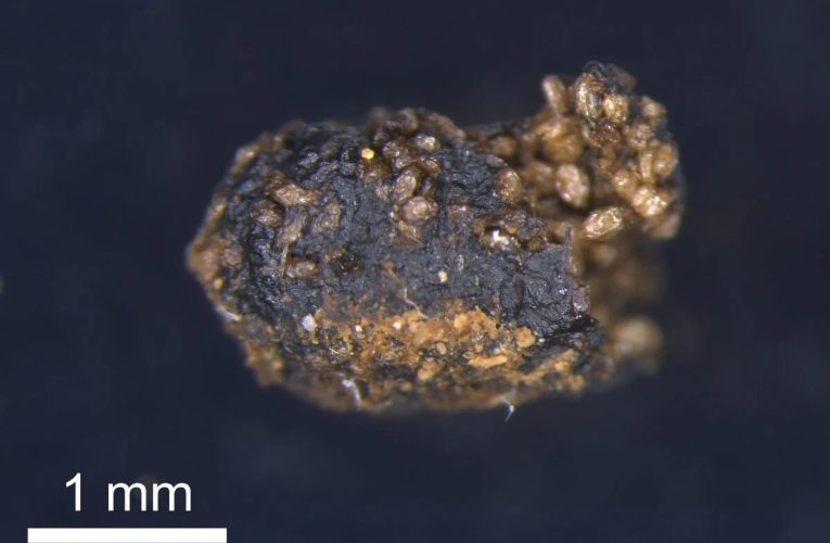 گشودن گره شگفت گیاه ژاپنی به لطف حشرات/معمای دیرینه حل شد/عکس_آینده