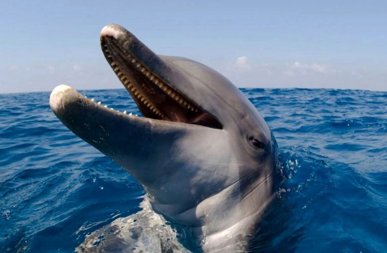 دلفین‌ها به گمان زیادً با دندان‌های خود صداهای زیر آب را می‌شنوند!_آینده