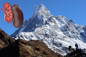 نقش مهم کلیه برای سازگاری بدن در مناطق مرتفع_آینده