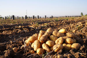 کارگران سفره‌های خود را با سیب‌زمینی هم نمی توانند پر کنند!_آینده