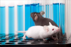 مشاهدات پژوهشگران؛ موش‌های آزمایشگاهی به جفت‌های بی‌هوش خود «پشتیبانی‌های اولیه» می‌دهند_آینده