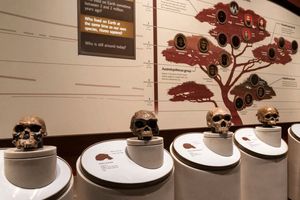 یک ژن، عامل پیدایش زبان گفتاری است