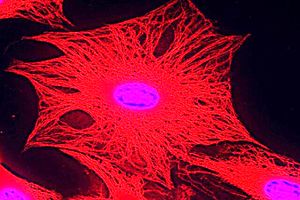 پای کوانتوم به سلول‌های بدن باز می‌شود_آینده