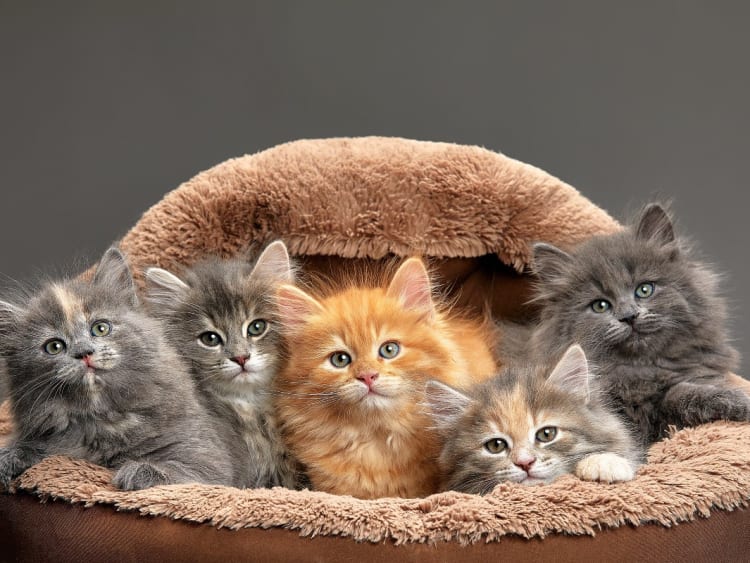 خرید گربه انتخابی عالی برای درآمدن از تنهایی