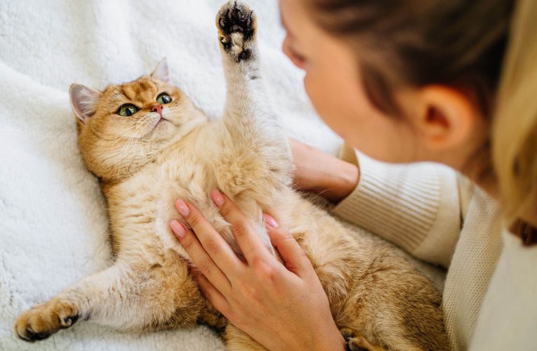 خرید گربه انتخابی عالی برای درآمدن از تنهایی