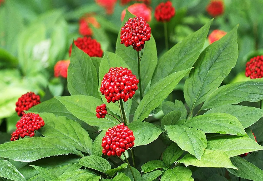 آیا شما هم دچار «اعتیاد به استرس» هستید؟ ۶ روش کاربردی برای رهایی از این رنج_آینده 49 آداپتوژنها