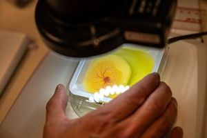 یافتن درمان مناسب برای سرطان با منفعت گیری از تخم مرغ_آینده