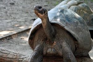 لاک‌پشت درمعرض انقراض گالاپاگوس برای اولین‌بار در ۱۰۰ سالگی مادر شد_آینده