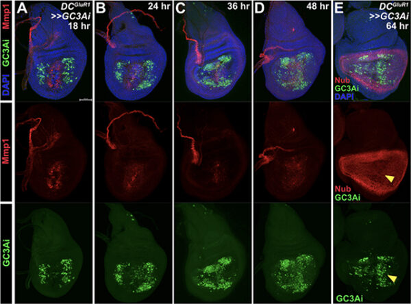 کشف نقش غیرمنتظره سلول‌های در حال مرگ در فرآیند بهبودی_آینده