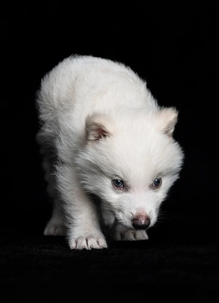 گرگ‌ وحشت احیا شده