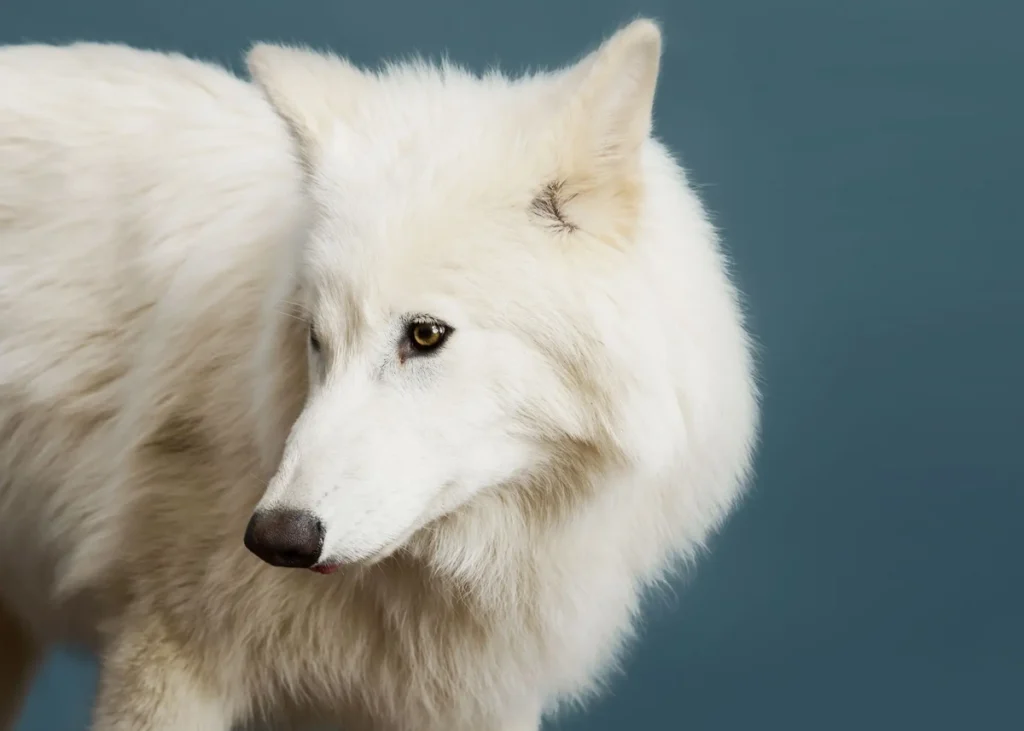 گرگ‌های وحشت احیا شده