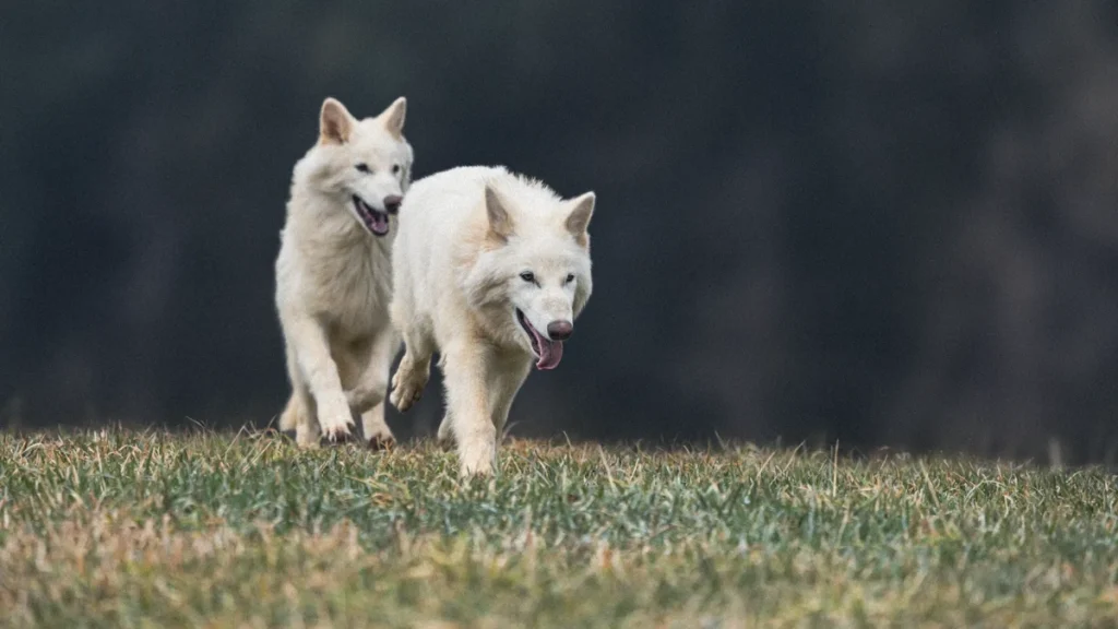 گرگ‌های وحشت احیا شده